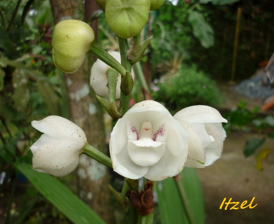 Orquidea - Flor del Espíritu Santo